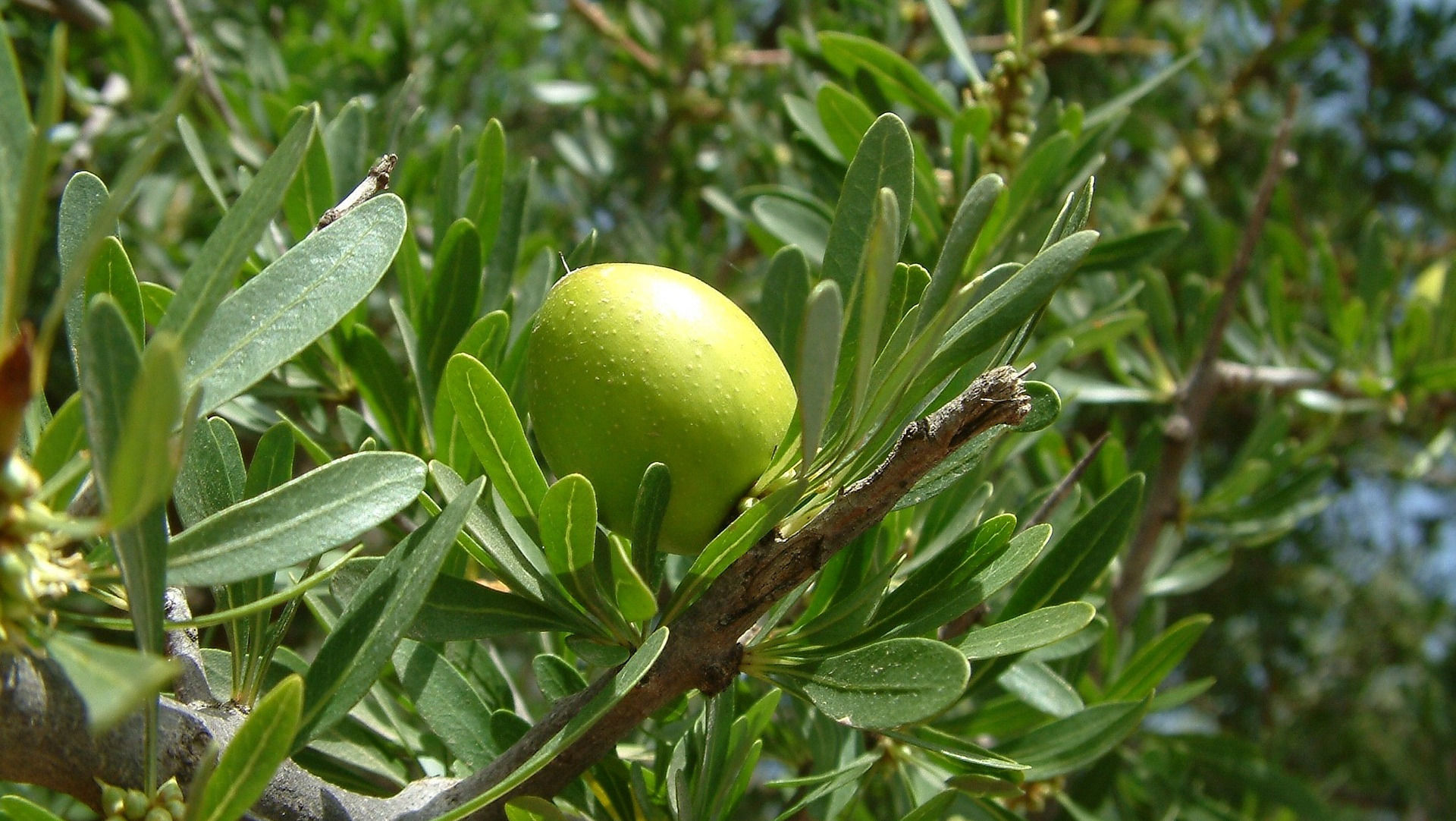 Argan Tree with Argan Fruit used to make Argan Carrier Oil