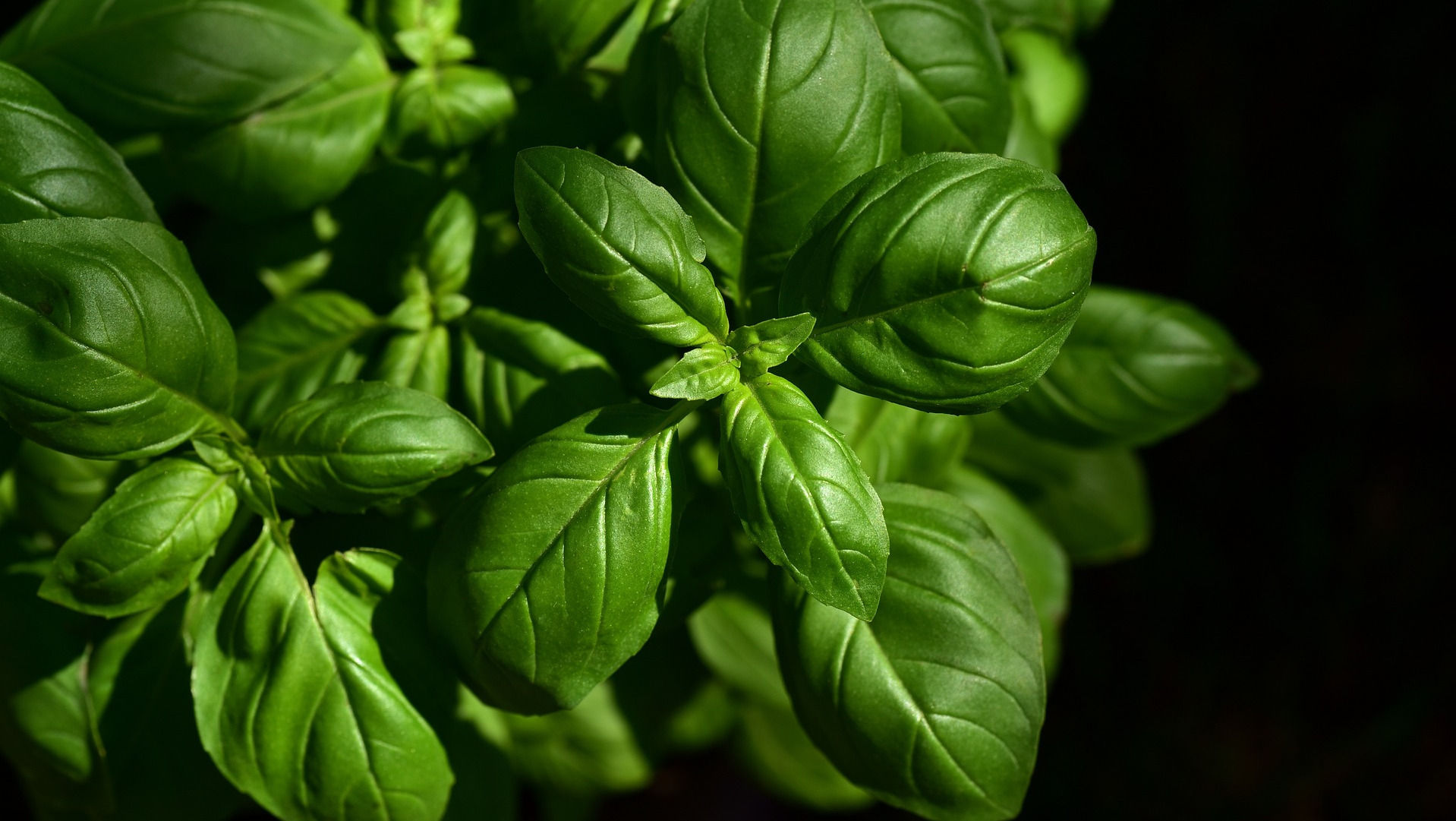 Basil Leaves used to make Basil Essential Oil