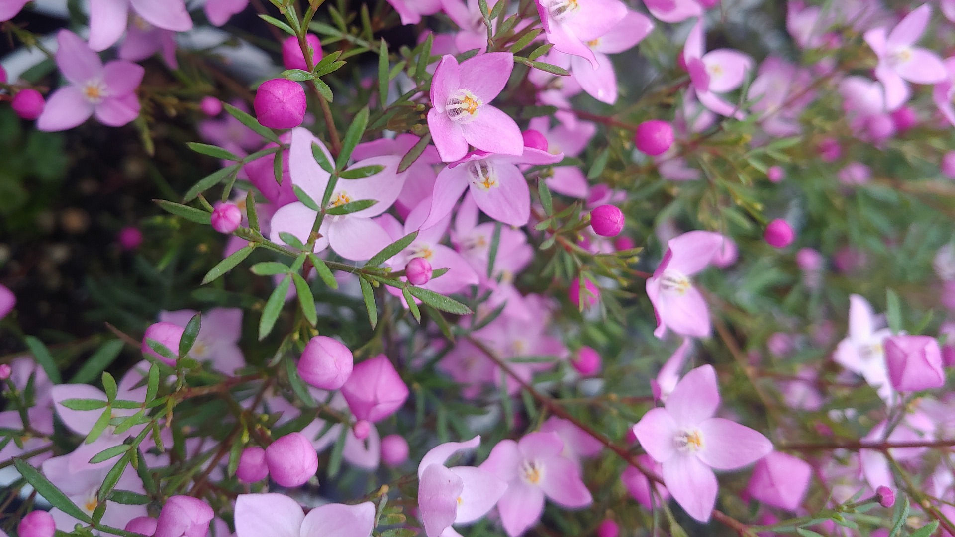 Wild Boronia Flowers used to make Boronia Essential Oil