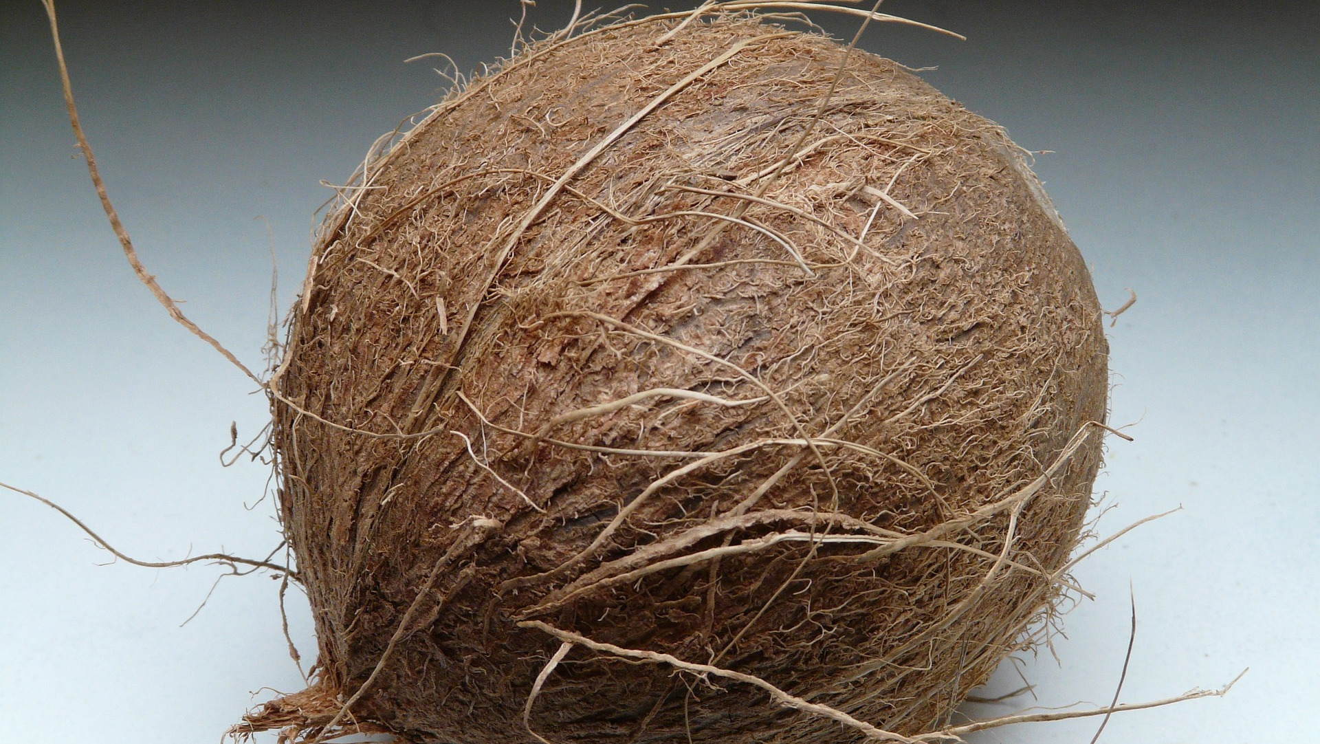 Whole Coconut used to make Fractionated Coconut Carrier Oil