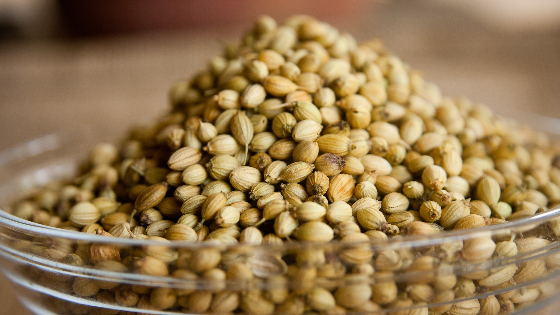 Coriander seeds used to make Coriander Essential Oil