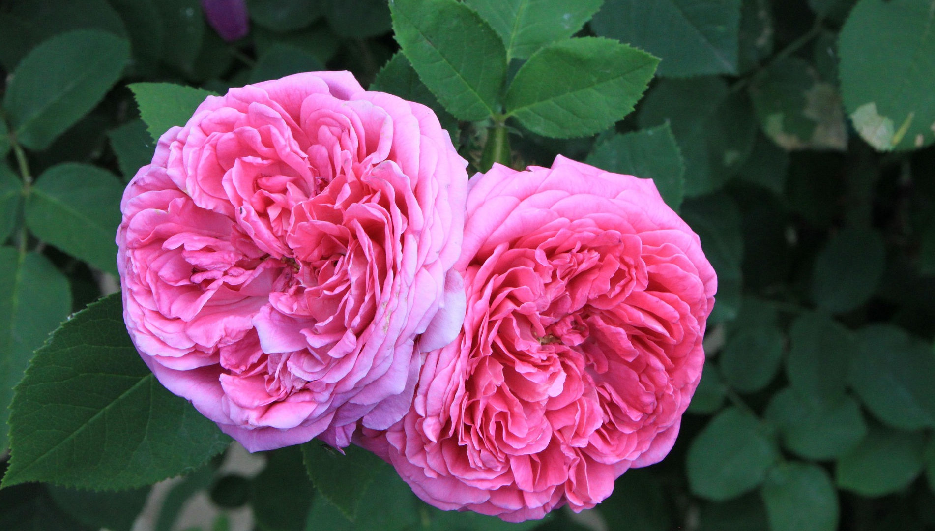 Damask Rose