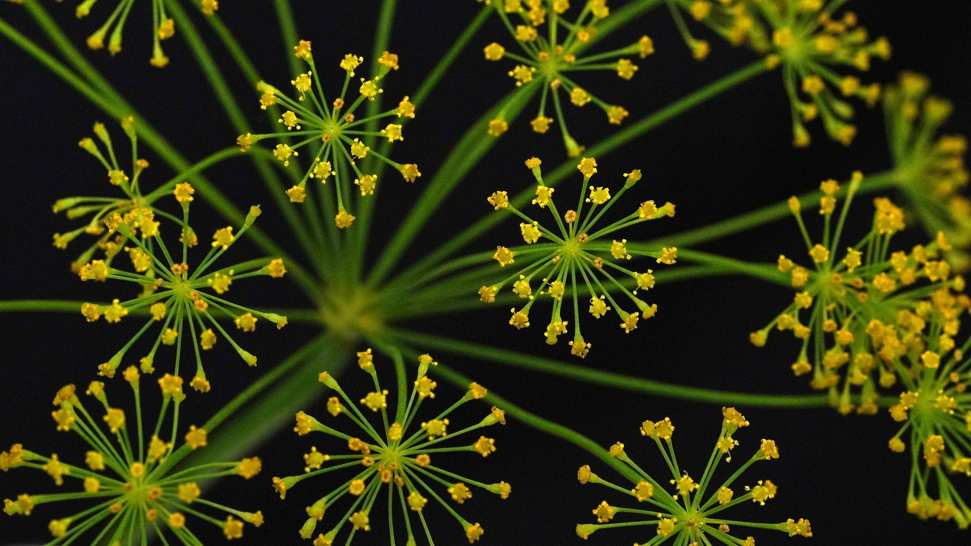 Dill Weed Essential Oil