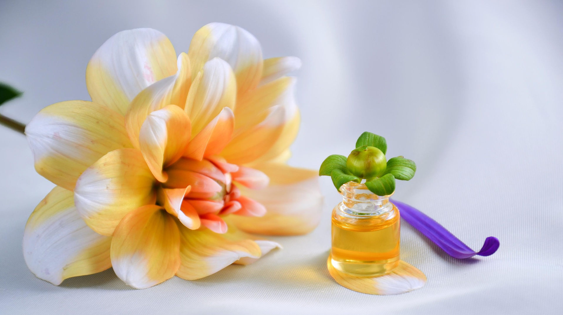 Vial of essential oil and a Dahlia