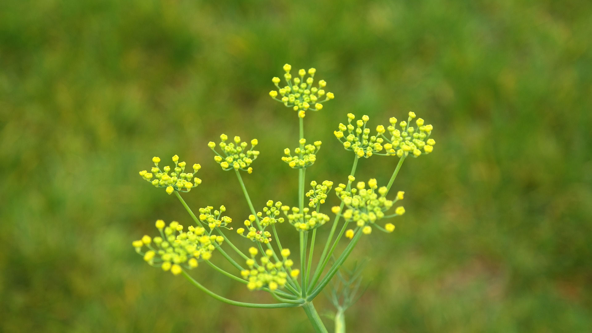 Fennel Essential Oil