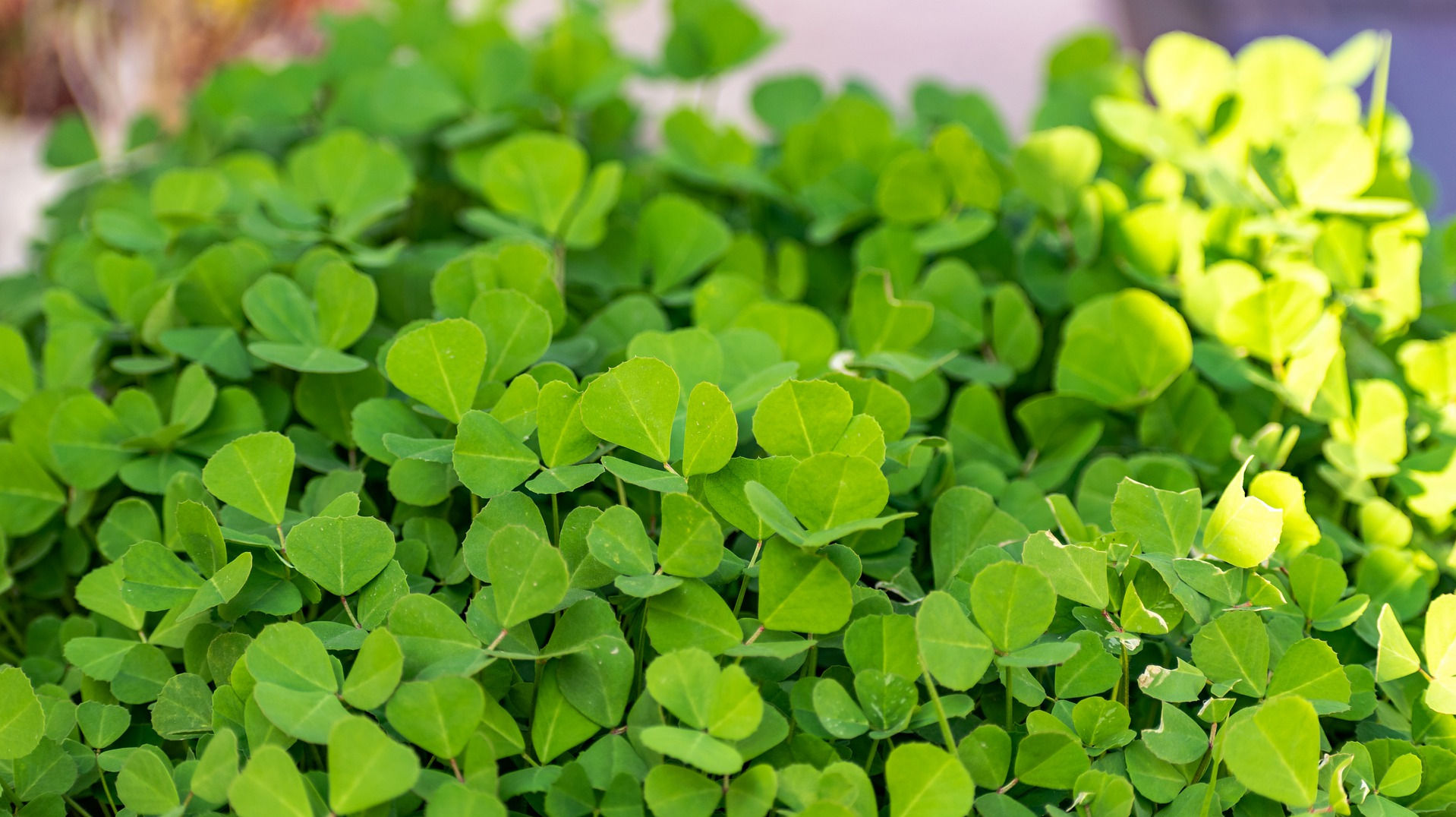 Fenugreek leaves in the sun used to make Fenugreek Essential Oil