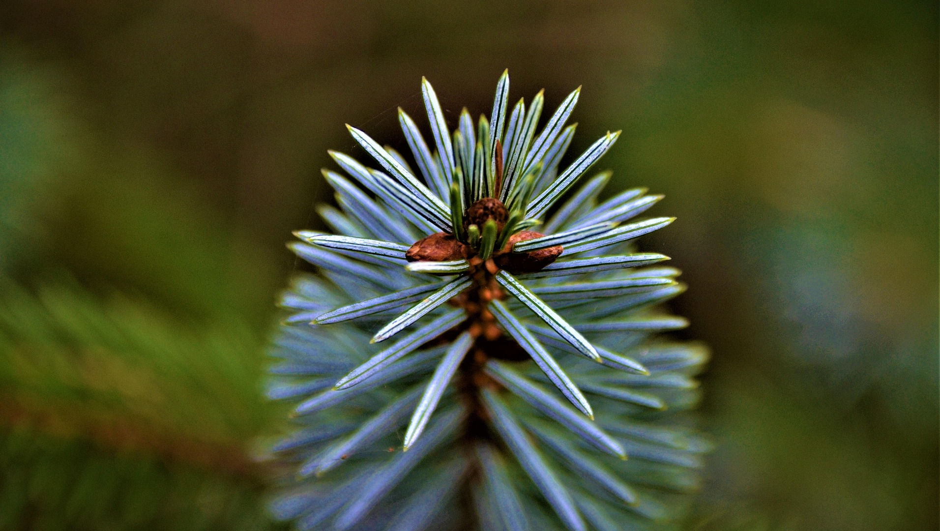 Silver fir tree branch