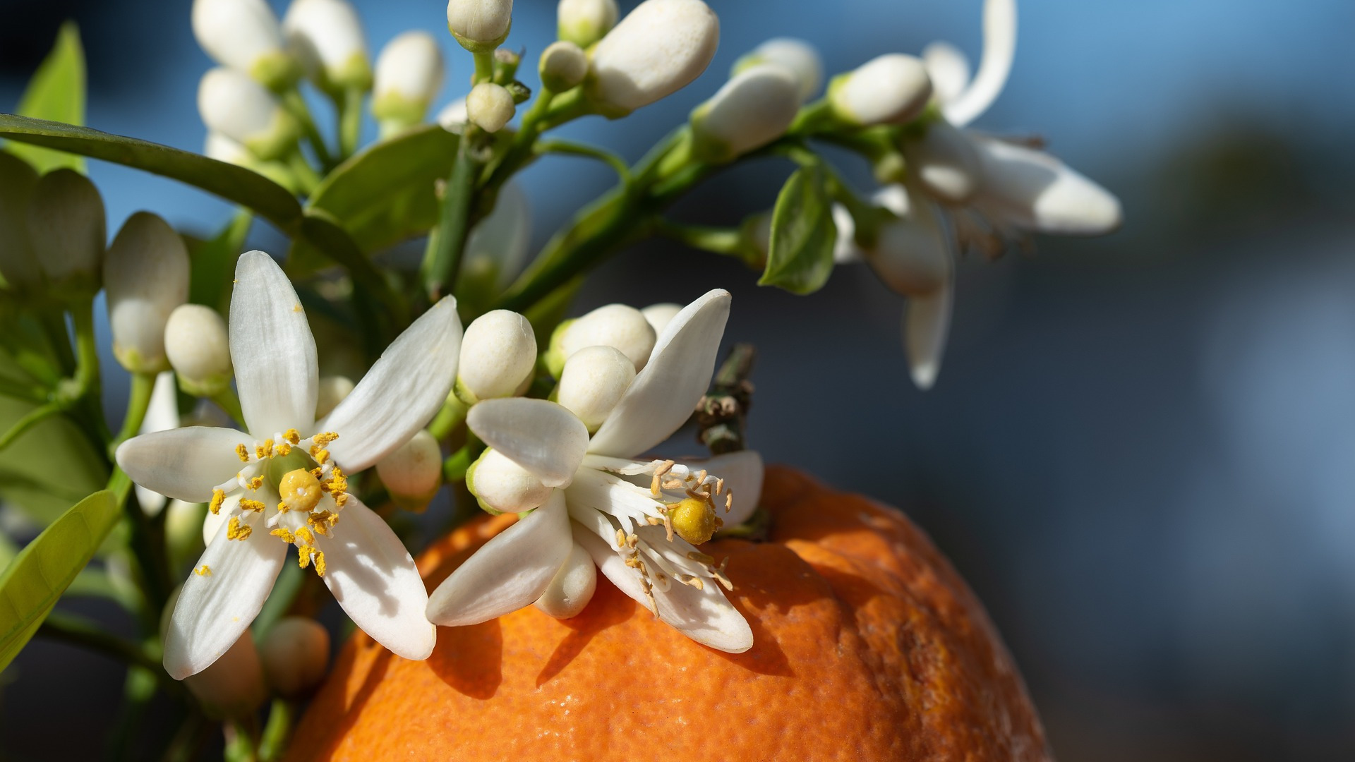 Bitter Orange Blossom used to make Neroli Essential Oil