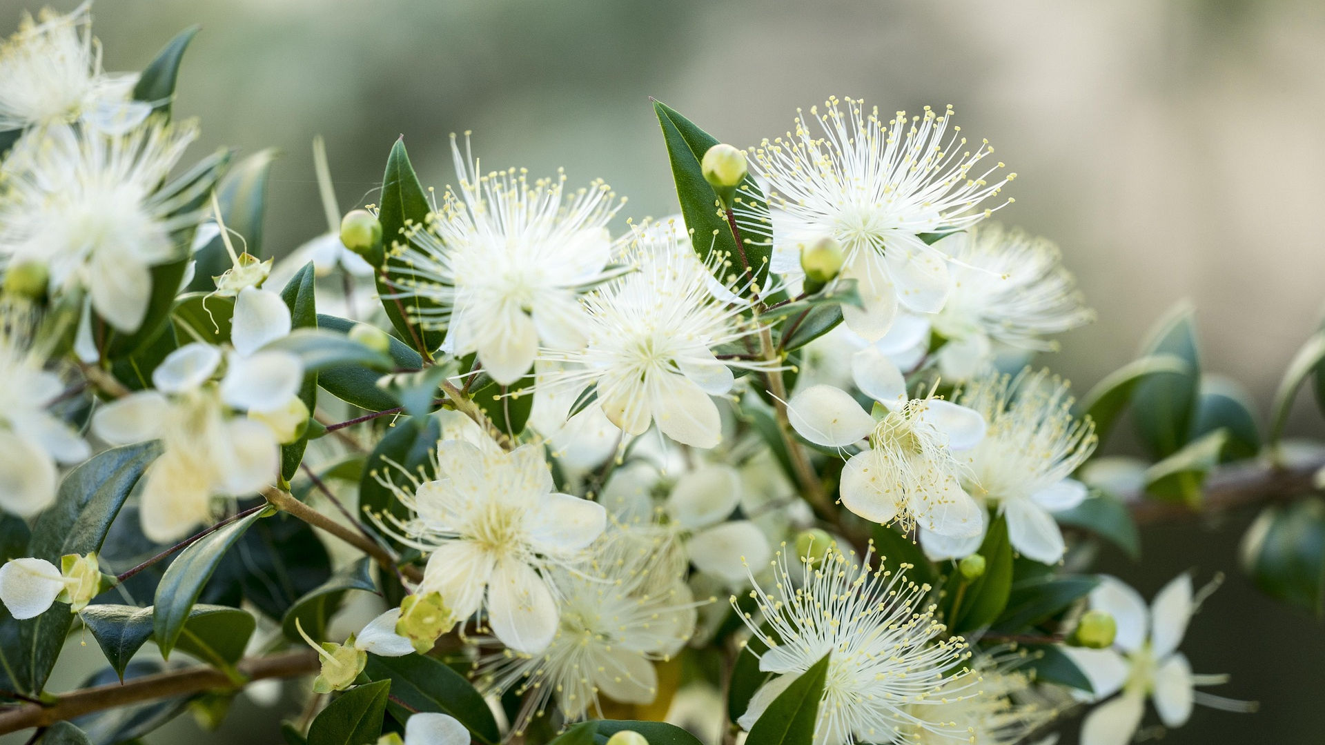 Lemon Myrtle Flowers