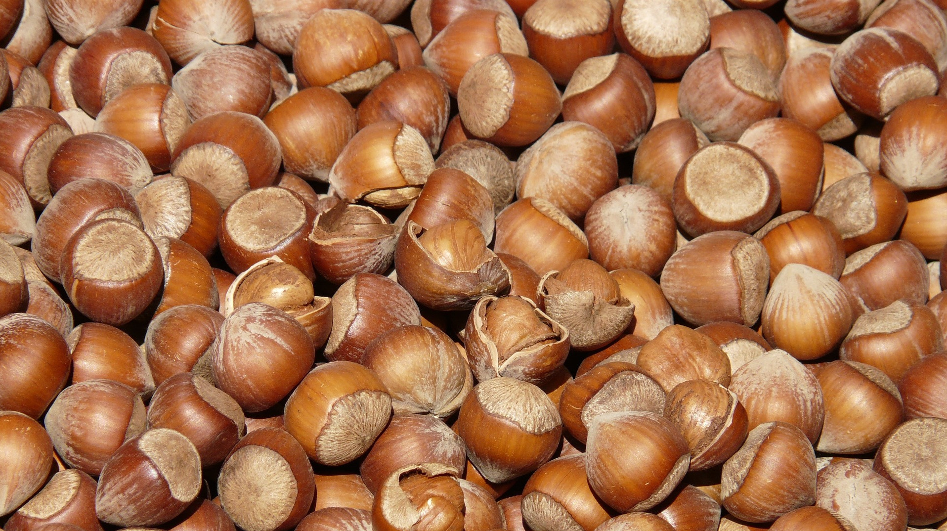 Hazel Nuts used to make Hazelnut Carrier Oil