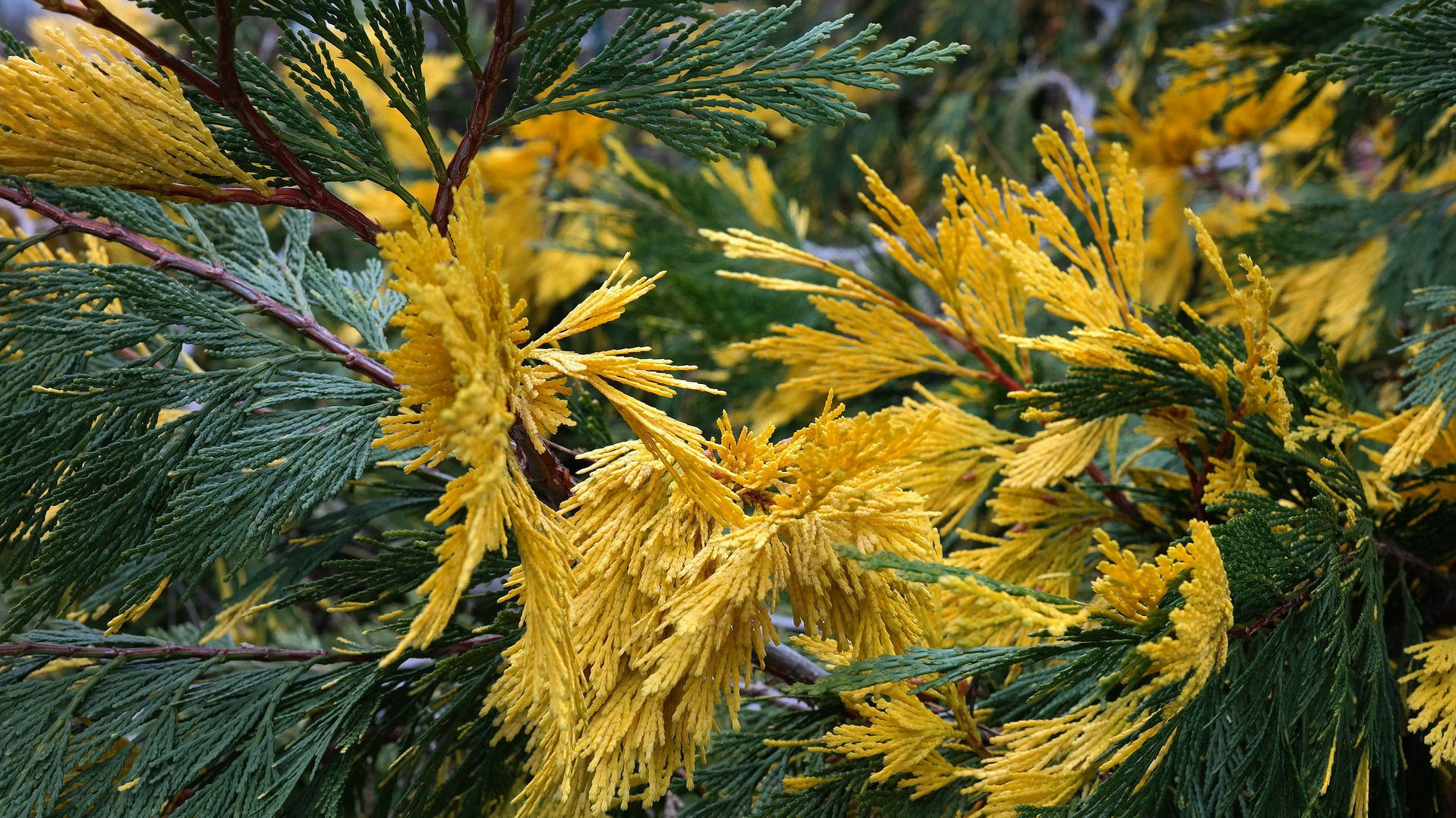 Cedarwood used to make Cedarwood Himalayan Essential Oil