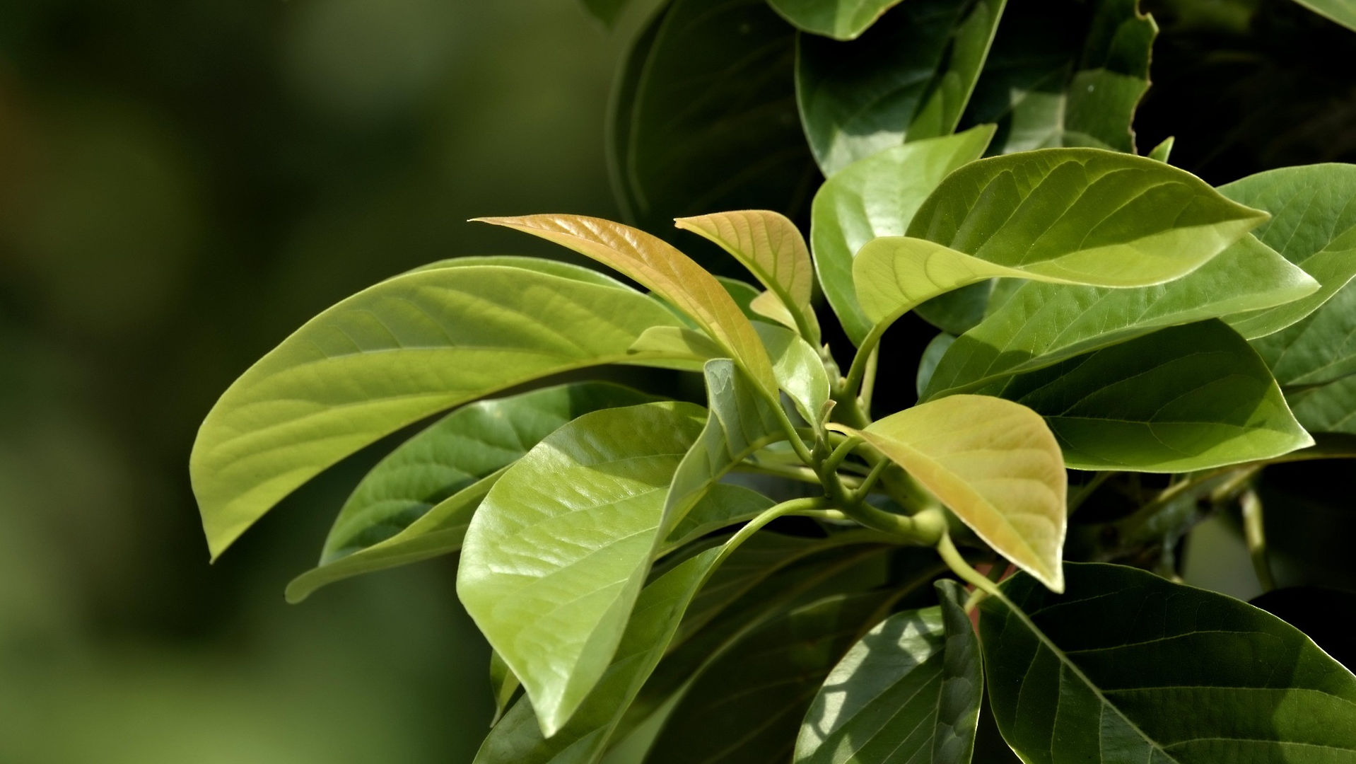 Camphor Leaves