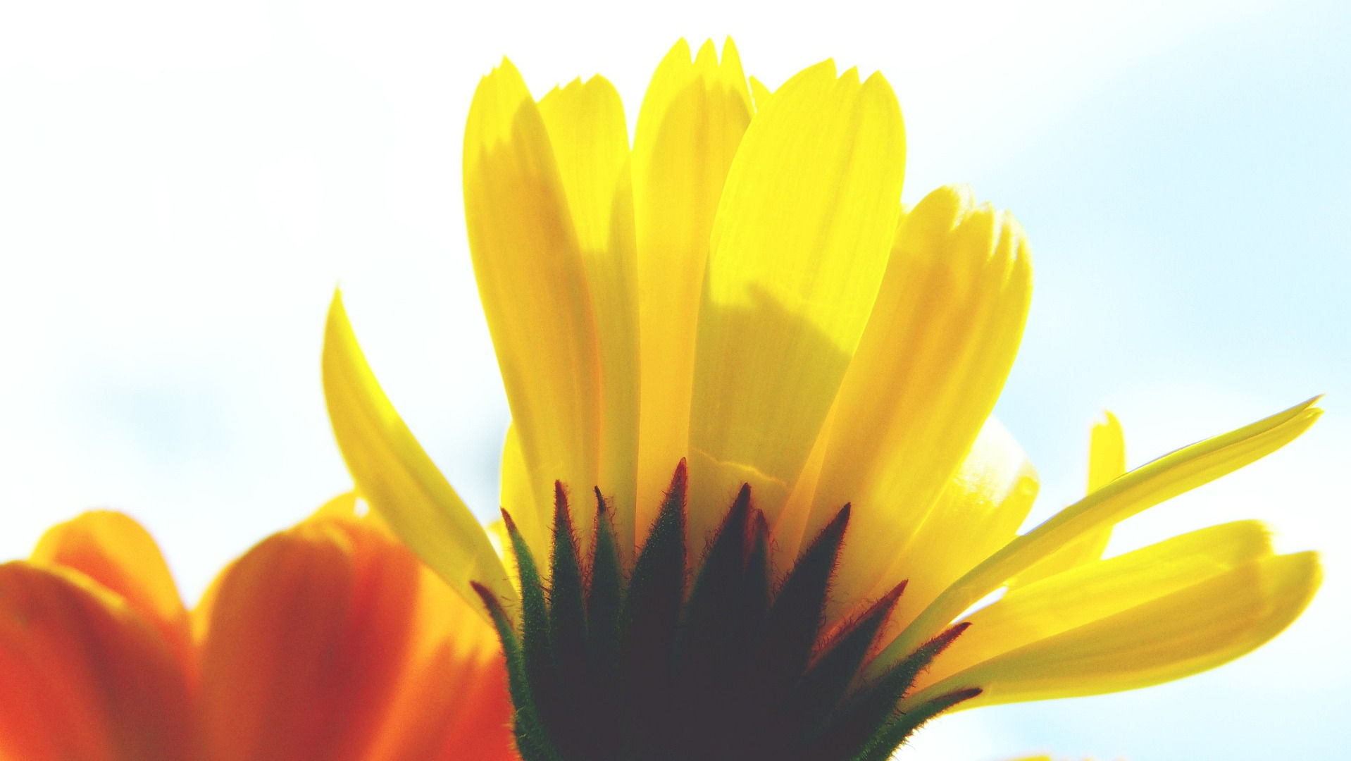 Marigold Blossom Reaching for the Sun