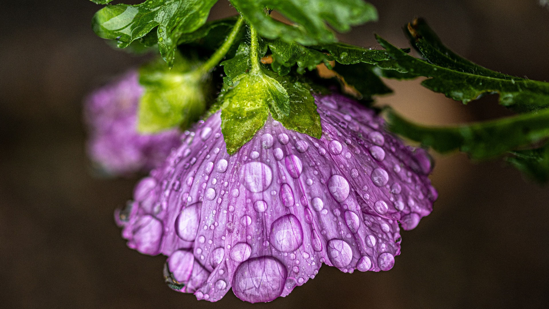 Musk Mallow Flower used to make Ambrette Seed Essential Oil