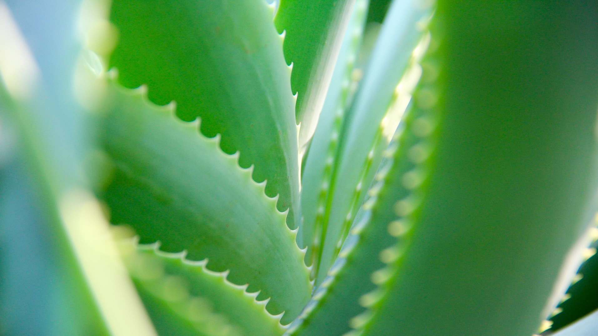 Aloe Vera Gel (Carrier)