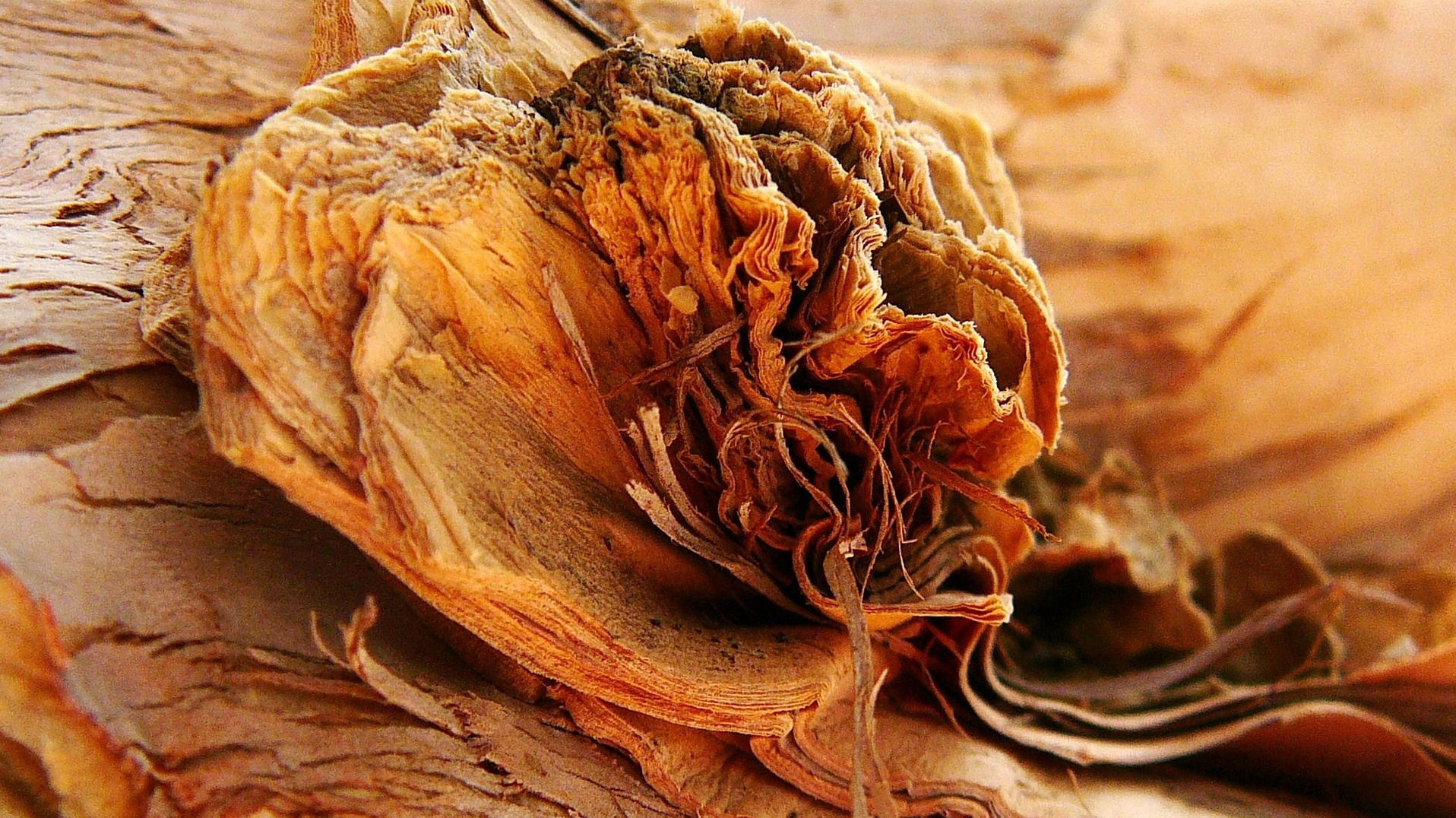 Niaouli / Paperbark Tree Bark used to make Niaouli Essential Oil