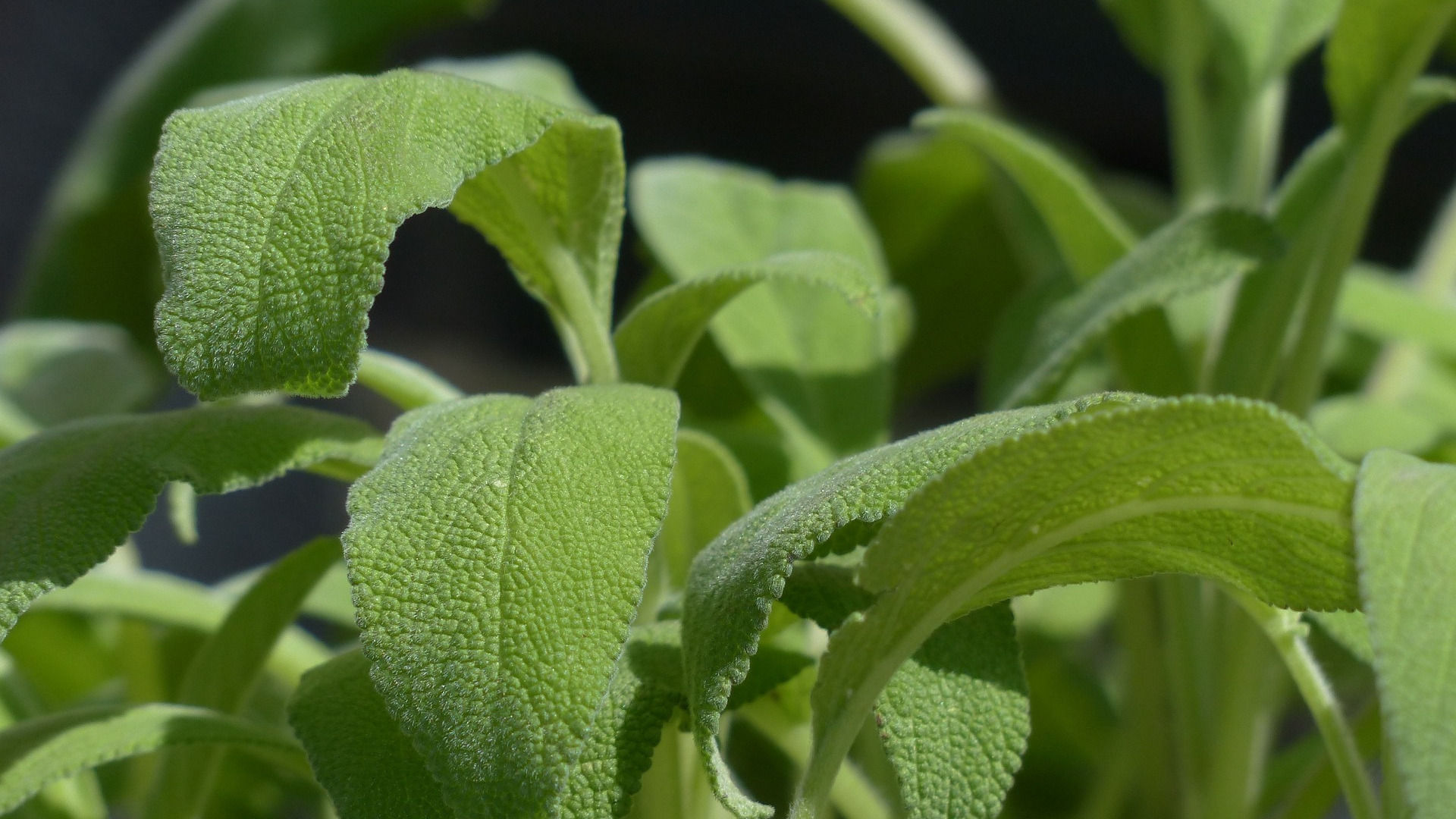 Sage Plant used to make Sage Essential Oil