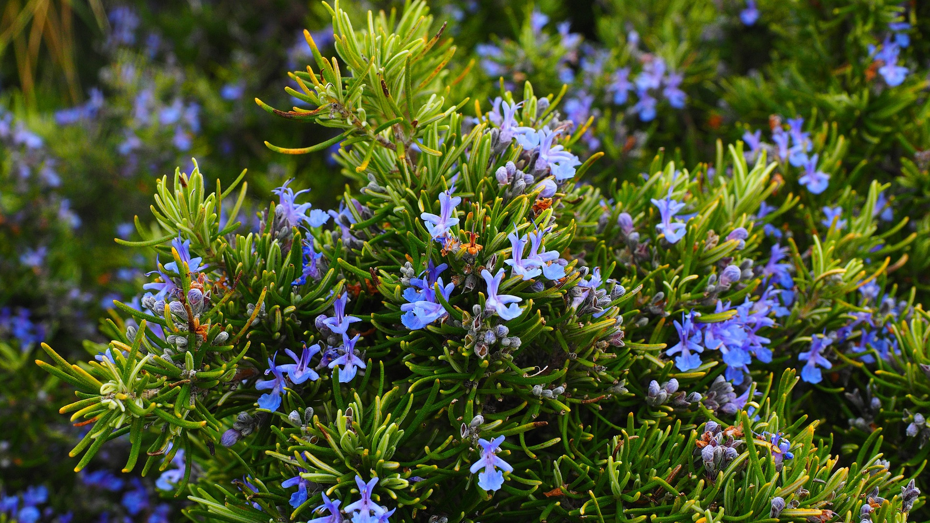 Blooming Rosemary Bush used to make Rosemary Essential Oil