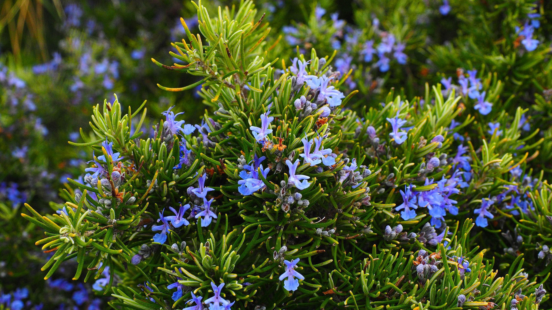 Rosemary Essential Oil