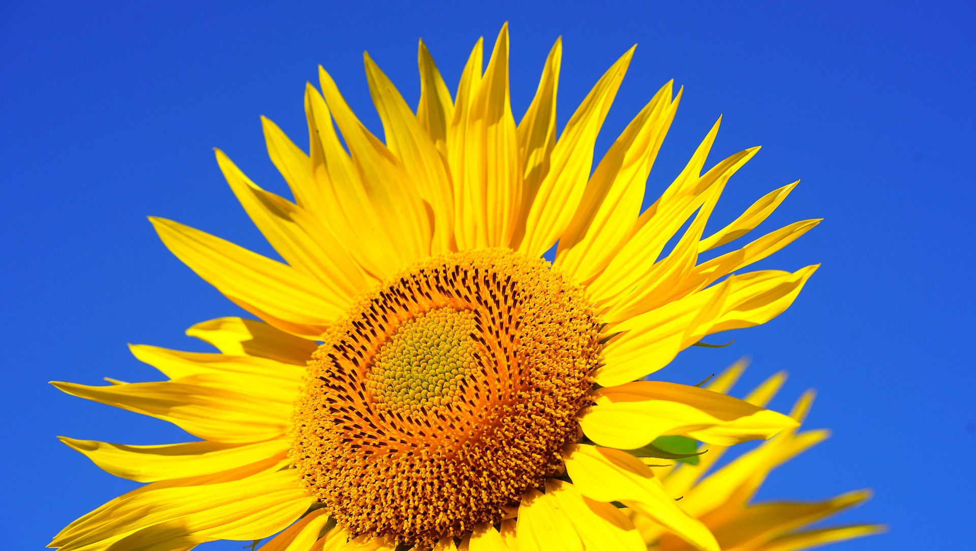 Sunflower Carrier Oil