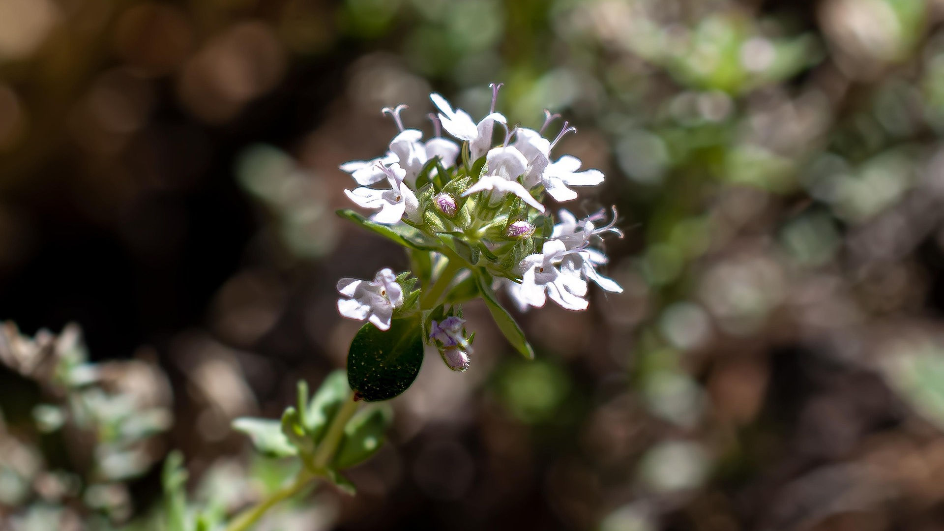 White Thyme Essential Oil