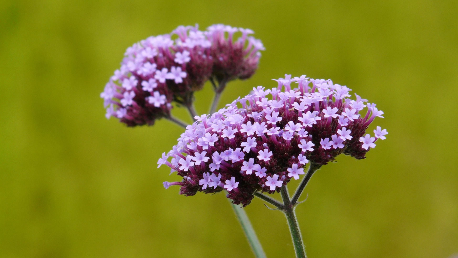 Verbena Flower used to make Lemon Verbena Essential Oil