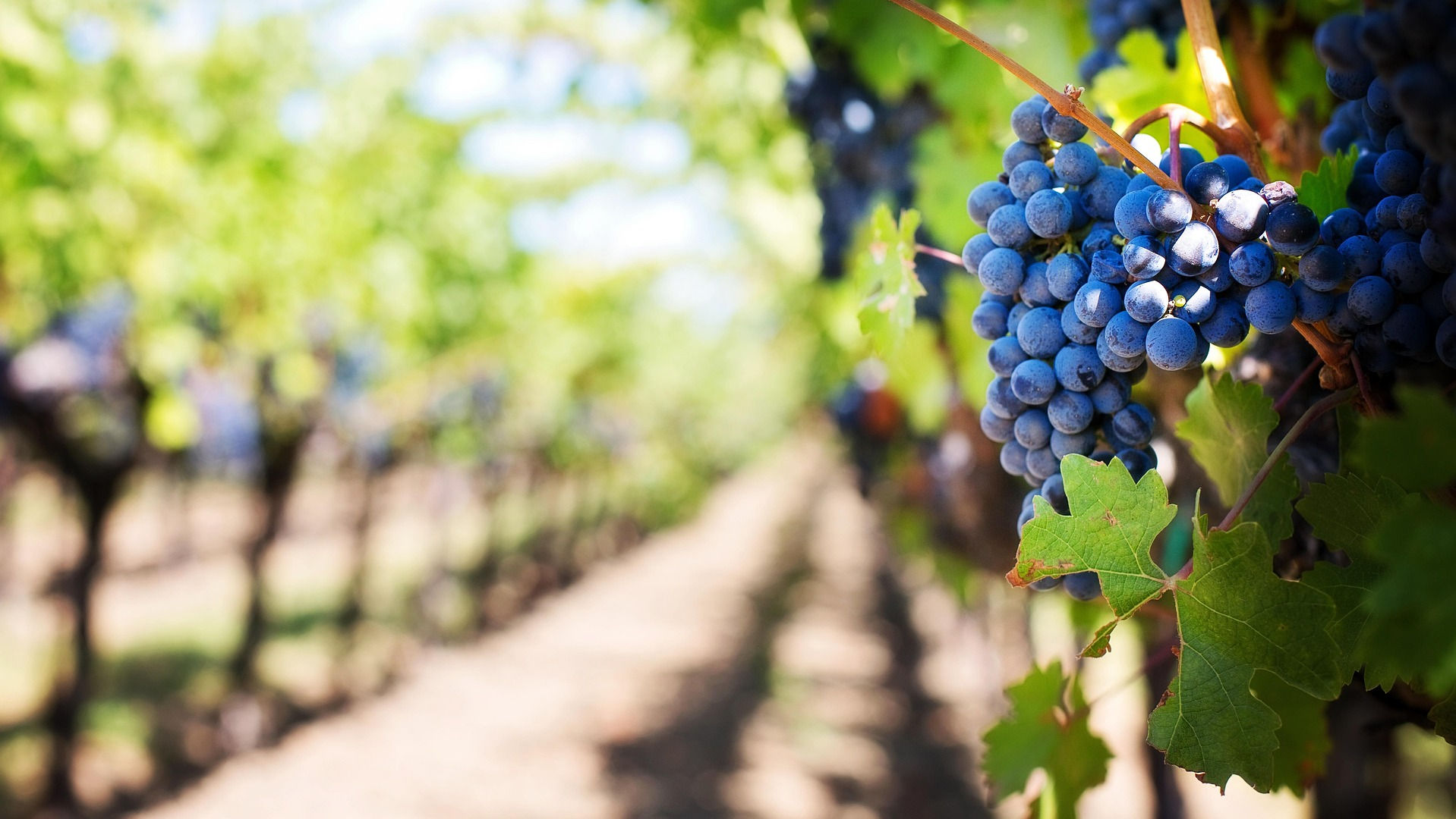 Grape Vineyard growing grapes used to make Grapeseed Carrier Oil