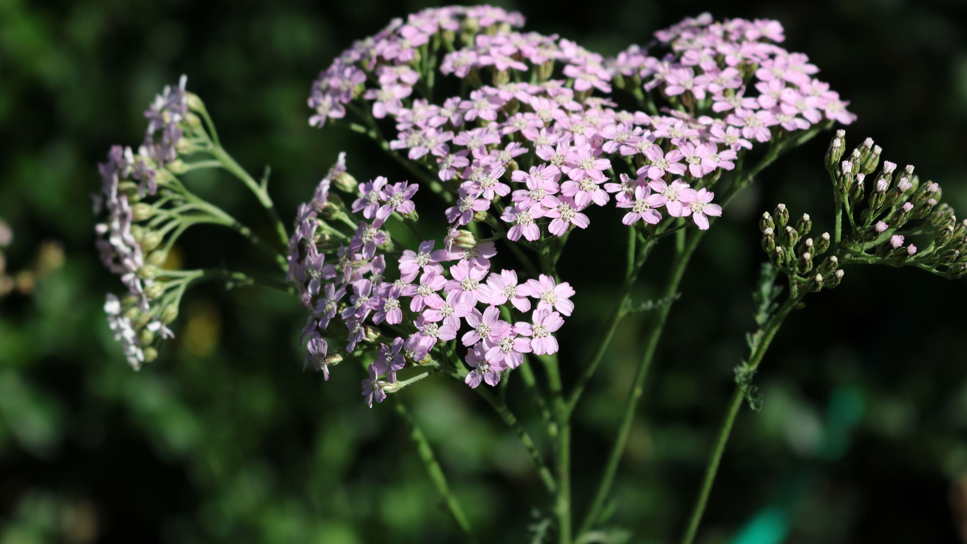 Blooming Yarrow used to make Yarrow Essential Oil