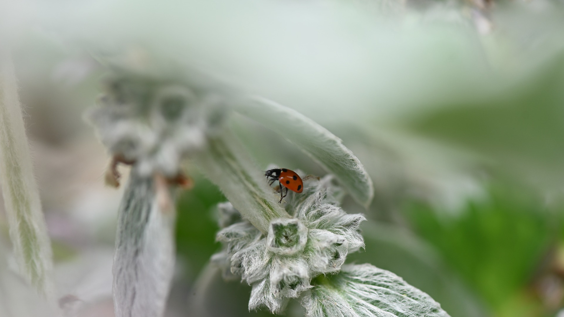 Lady bug on a white sage plant.